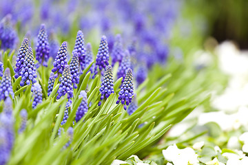 Image showing Grape hyacinth in spring