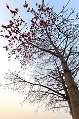 Image showing Cotton flowers tree blossom in spring at sunset