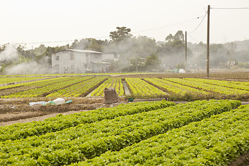 Image showing Farmland and houses