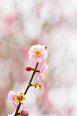 Image showing Plum blossoms blooming