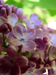 Image showing Lilac