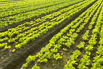 Image showing Farmland 