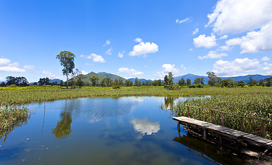 Image showing Wetland pond in sunny day