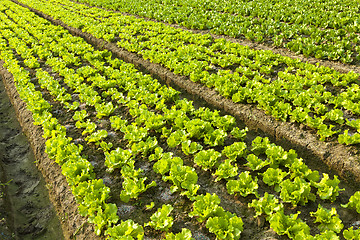 Image showing Farmland 