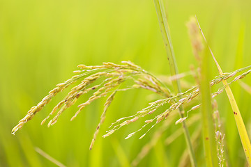 Image showing Close up of green paddy rice