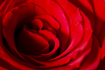 Image showing Close up of red rose petal 