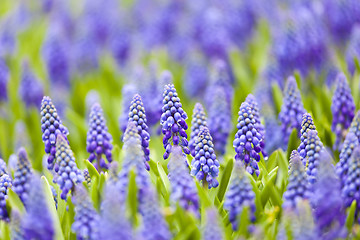 Image showing Grape hyacinth in spring