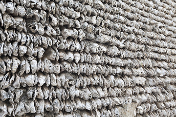 Image showing Oyster shell background