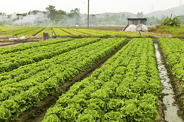 Image showing Farmland with many vegetables