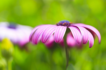 Image showing Purple flower petals, close-up.