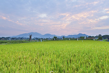 Image showing Sunset over the rice field