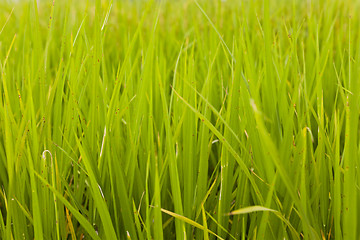 Image showing Rice plant in rice field, Hong Kong.