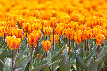 Image showing Orange tulip in spring