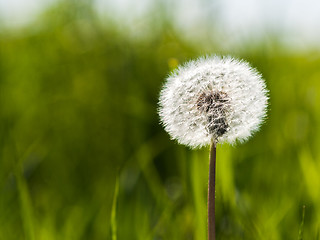 Image showing Spring dandelion on green natural background
