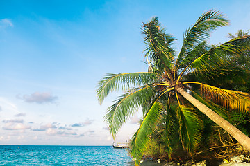 Image showing View of nice tropical  beach  with some palms