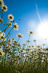 Image showing camomiles in a rays of midday sun