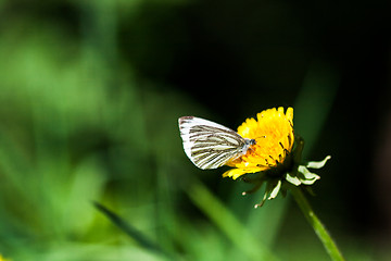 Image showing dandelions with butterfly in the meadow