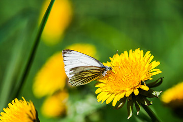 Image showing dandelions with butterfly in the meadow