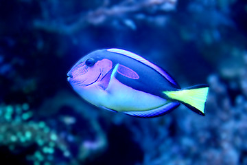 Image showing Blue fish