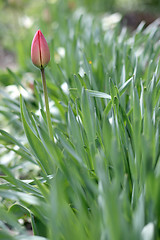 Image showing tulip