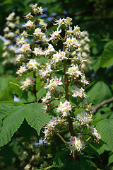 Image showing Chestnut flowers