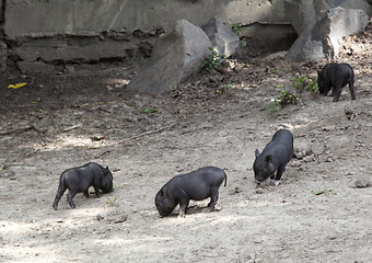 Image showing wild pigs