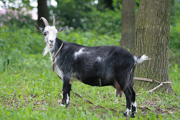 Image showing goat