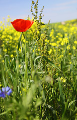 Image showing rape field