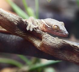 Image showing lizards 