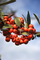 Image showing red rowan