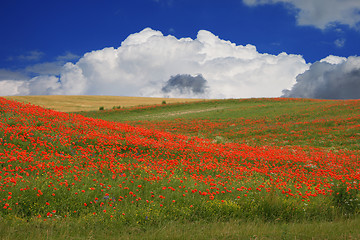 Image showing red poppies