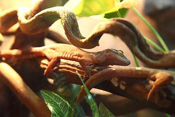 Image showing lizards