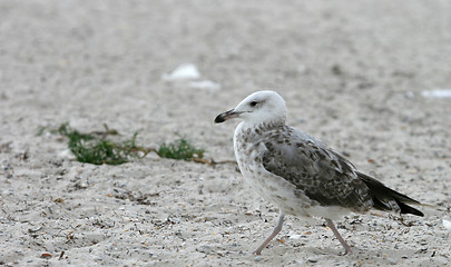 Image showing seagull