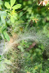 Image showing  spiders 