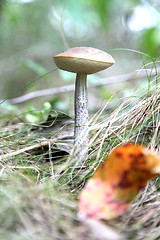 Image showing Mushrooms 