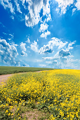 Image showing rape field