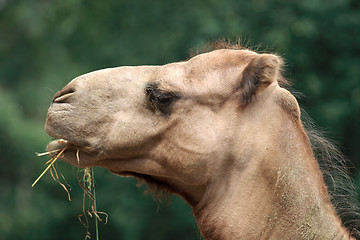 Image showing Camel Chewing