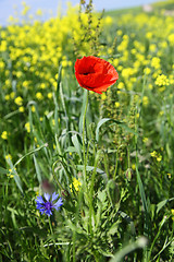 Image showing Poppy flower