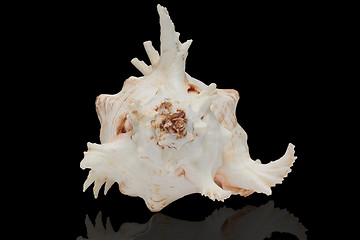 Image showing Seashell