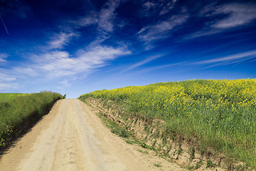 Image showing rape field