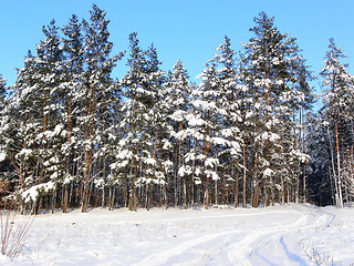 Image showing Winter scene