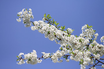 Image showing Cherry flower