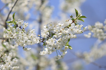 Image showing Cherry flower