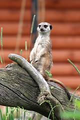 Image showing Suricata