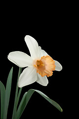 Image showing narcissus 