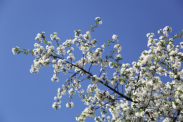 Image showing  cherry blossoms