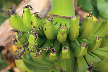 Image showing  bananas