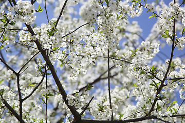 Image showing Flower