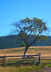 Image showing Tree