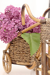 Image showing Lilac